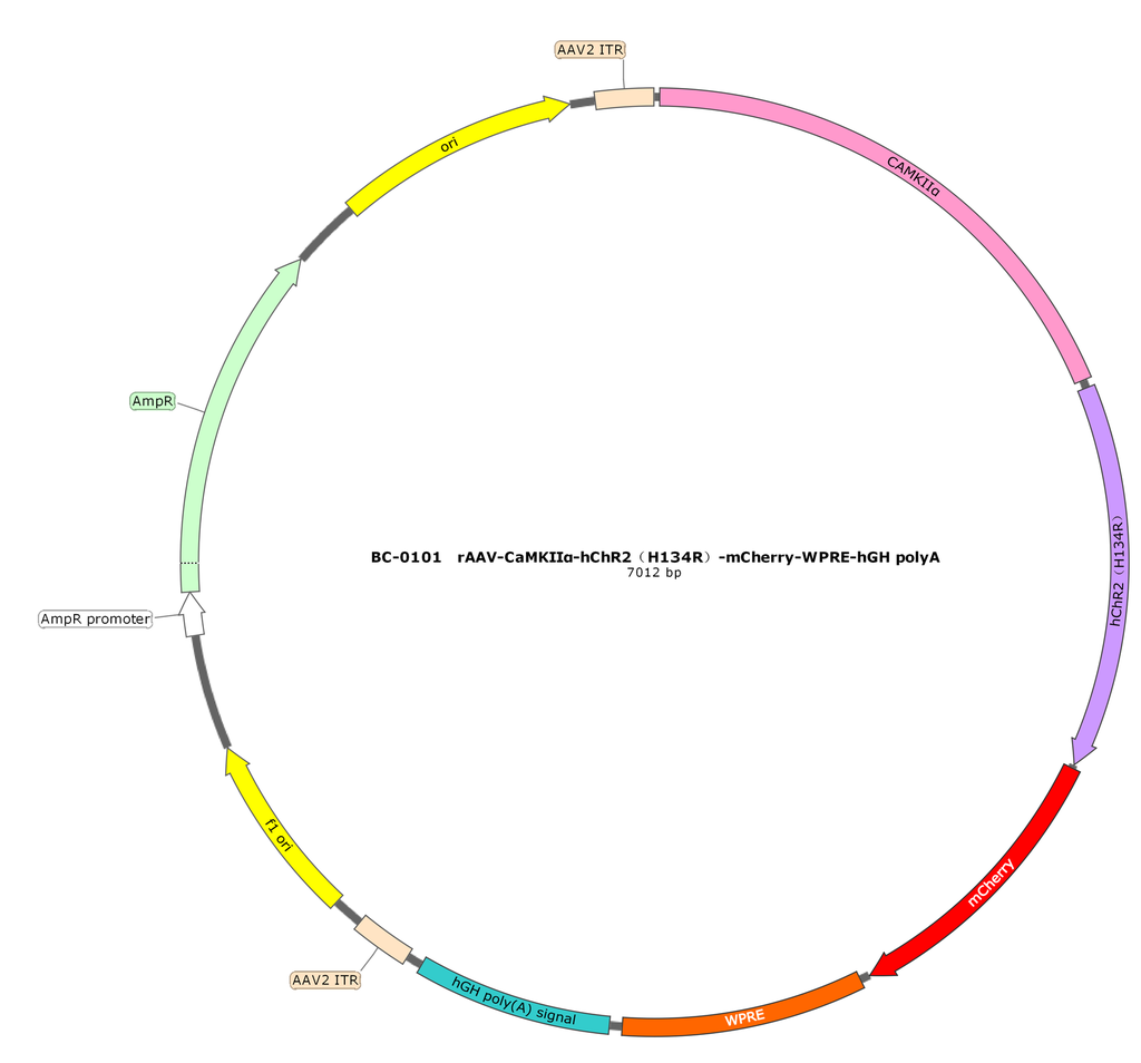 rAAV-CaMKIIα-hChR2(H134R)-mCherry