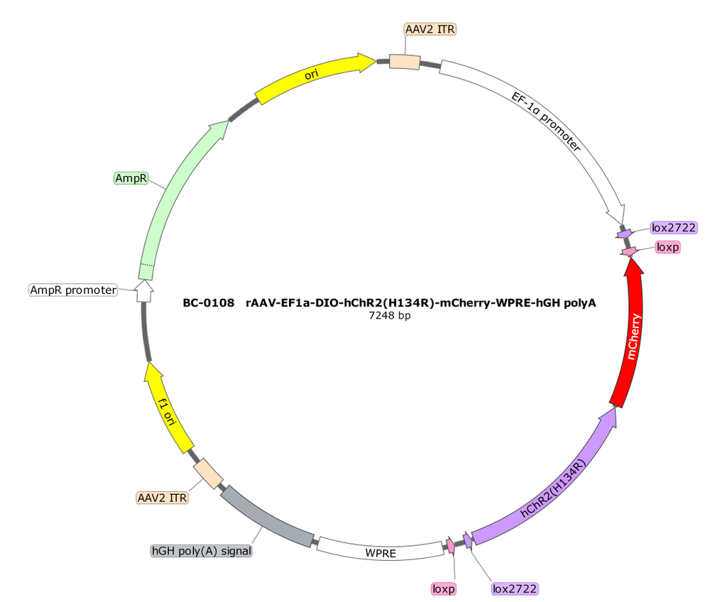 rAAV-EF1α-DIO-hChR2(H134R)-mCherry