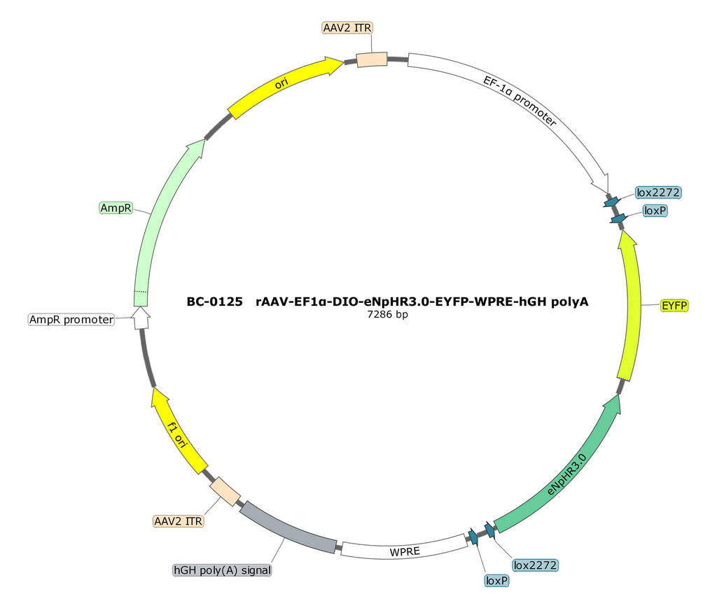 rAAV-EF1α-DIO-eNpHR3.0-EYFP