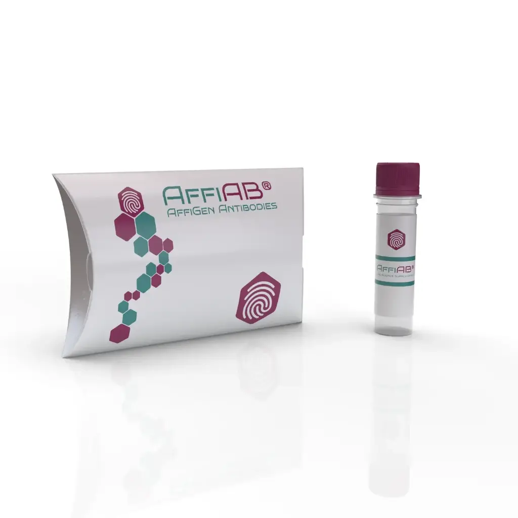 PHF1 Antibody - 100µg