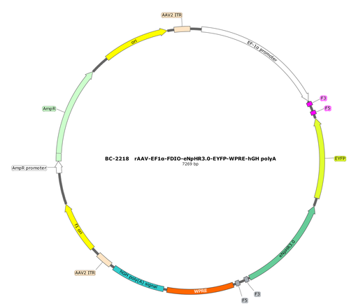 [SK-2218] rAAV-EF1α-FDIO-eNpHR3.0-EYFP